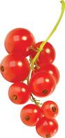 Realistic Branch of Red Currant vector