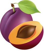 Realistic Plum Fruit vector