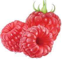 Realistic Three Red Raspberries vector