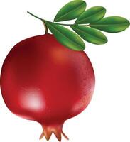 Realistic pomegranate fruit with leaves vector