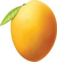 Realistic Mango Fruit vector