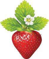 Realistic Red Strawberry Fruit vector