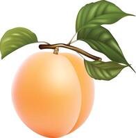 Realistic single fresh apricot vector