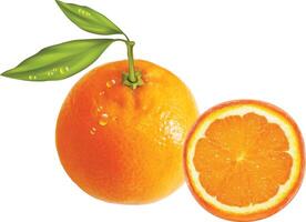 Realistic Ripe Orange with Leaf vector