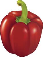 Realistic Red bell pepper vector
