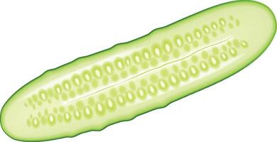Half Cut Cucumber vector