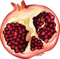 Half Cut Pomegranate vector