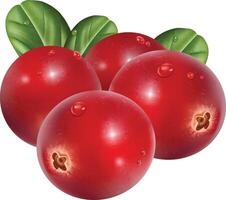 Realistic Cranberry with leaf vector