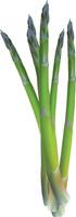 Realistic Fresh green asparagus on white background vector
