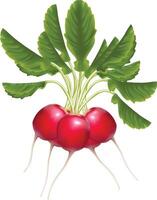 Realistic bunch of ripe red radish and green leaves vector