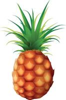 Realistic Pineapple Fruit vector
