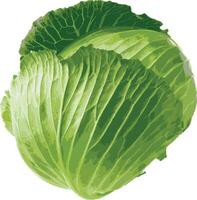 Realistic Fresh Green Cabbage vector