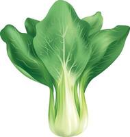 Realistic fresh green bok choy vector