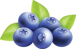 Realistic Fresh Blueberries vector