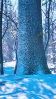 Pine trees covered with snow on frosty evening video