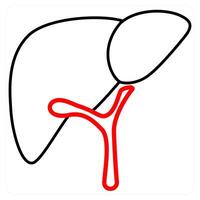 Hepatology and liver icon concept vector