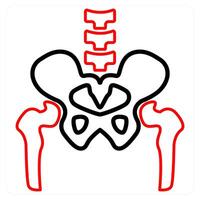 Pelvic Bone and human icon concept vector