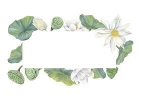 Watercolor blooming white lotus rectangle frame. Hand painting waterlily flowers with buds, seed pods, leaves botanical illustration for greeting card, invitation, labels. Copy space for text vector