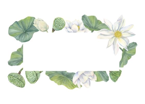 Watercolor blooming white lotus rectangle frame. Hand painting waterlily flowers with buds, seed pods, leaves botanical illustration for greeting card, invitation, labels. Copy space for text