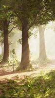Rays of bursting sunlight in a misty forest video