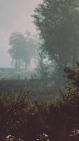 Autumn forest scenery with rays of warm light video