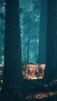 Pine forest with the last of the sun shining through the trees video