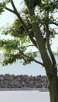 sun shining through tree with lens flair video