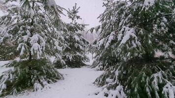 Snow-covered branch of a spruce coniferous tree with snow on it video