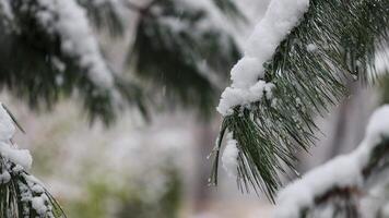 Snow-covered branch of a spruce coniferous tree with snow on it video