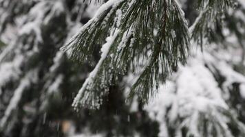 Snow-covered branch of a spruce coniferous tree with snow on it video