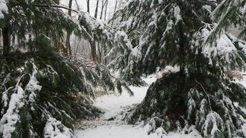 Snow-covered branch of a spruce coniferous tree with snow on it video