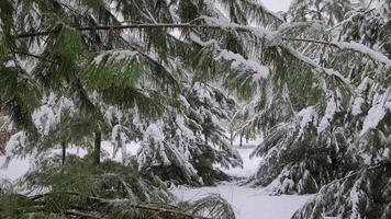 Snow-covered branch of a spruce coniferous tree with snow on it video
