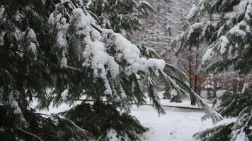 Snow-covered branch of a spruce coniferous tree with snow on it video