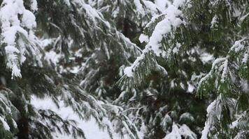Snow-covered branch of a spruce coniferous tree with snow on it video