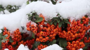 red rowan fruits on a bush covered with snow on a late autumn day video
