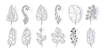 Outline Tropical Leaf Silhouettes in Hand Drawn Style. Branches of herbs isolated on white background. Botanical plants with leaves. Simple black ink greenery vector