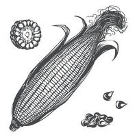 Corn set. Line sketch of whole maize cob with leaves, pieces and kernels lying on table. Old drawing in retro engraving style. Hand drawn realistic ink sketch. Popcorn line drawing. vector