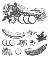 set with zucchini. Ripe vegetable, leaves, flowers, pieces in engraving technique. Squash sketch in ink on white background. Clipart for design of farm product. vector