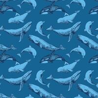 Seamless pattern with sea animals on a blue background. Hand drawn sketch in engraving technique. Sperm whale, humpback whale, dolphin, beluga whale, killer whale. Linear drawing with ink. vector