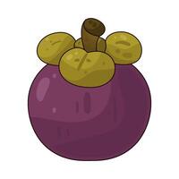 Illustration of mangosteen vector
