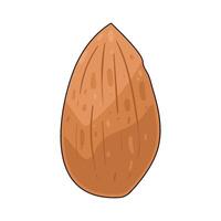 Illustration of almond vector