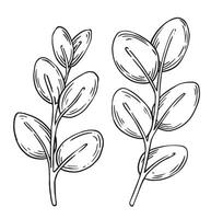set of eucalyptus branches. illustration in sketch style. vector