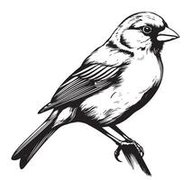 Black and white sketch of a canary bird sitting on a branch illustration vector