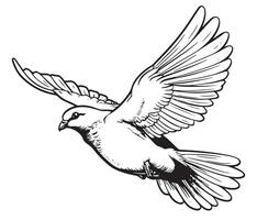 Flying dove, pigeon. Realistic ink sketch of wild bird. Hand drawn illustration in vintage, engraving style. Black contour element isolated on white, for design, print, card, decor, tattoo etc. vector