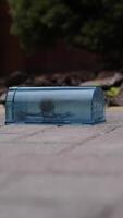 vertical Live house mouse is caught in a transparent plastic humane mouse trap placed on a concrete sidewalk in front of a blurred building. A mouse tries to escape from plastic mouse trap video