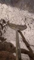 vertical pov Housekeeper scoops ashes from a fireplace using a metal shovel. The process highlights the routine of maintaining a clean and tidy home, emphasizing domestic chores and household video
