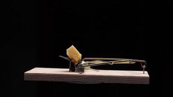 Mousetrap with cheese luring prey on black background video