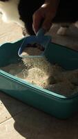 vertical Person cleans a cat litter box using a blue scoop in a sunlit room. A curious black and white cat observes the cleaning process, adding a playful touch to the scene video