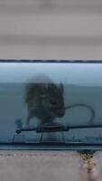 vertical Live house mouse is caught in a transparent plastic humane mouse trap placed on a concrete sidewalk in front of a blurred building. A mouse tries to escape from a plastic mouse trap video