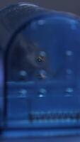 vertical Small mouse is being humanely trapped inside blue plastic trap, sitting on blue floor, with another empty trap in background out of focus video